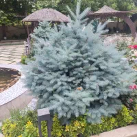 کلیه امور باغبانی با مناسب ترین قیمتها|خدمات باغبانی و درختکاری|کرج, دهقان ویلا|دیوار