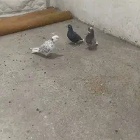 شازدا|پرنده|اردبیل, |دیوار