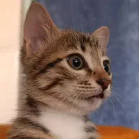واگذاری گربه نژاد DSH