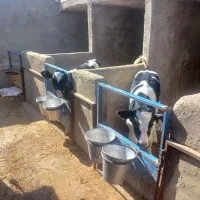 گوساله نر|حیوانات مزرعه|بوئین زهرا, |دیوار