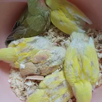 برزیلی گرینچی