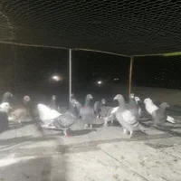 کفتر پلاکی پرشی