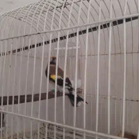 سهره دوسال قفس|پرنده|سنندج, |دیوار