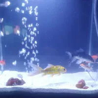 آکواریوم دلسا K320 با ماهی