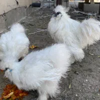 مولد ابریشم