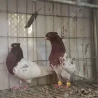 سینه الماسی سبز زرد طوقی کلاغ رسمی|پرنده|مشهد, صیاد شیرازی|دیوار