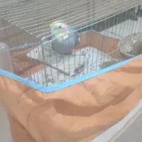 عروس هلندی گمشده