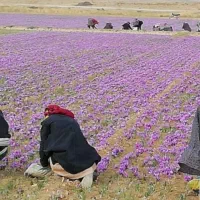پیاز زعفران|خدمات باغبانی و درختکاری|شیراز, ارم|دیوار