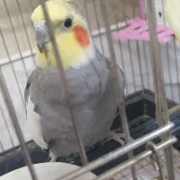 دو عدد عروس هلندی به فروش می‌رسد حرف میزنه طوسیه