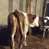 تلیسه ده ماهه،بهترین نژاد شیری،چاق