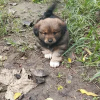 سگ اشپیتز تریر