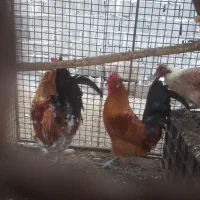 فروش خروس محلی|حیوانات مزرعه|ساری, |دیوار