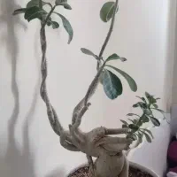 بونسای آدنیوم