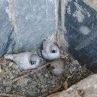 مرغ عشق و فنچ بالغ تخم جوجه ای|پرنده|ایرانشهر, |دیوار