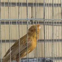 یکجفت قناری نروماده|پرنده|شاهین‌شهر, فیض|دیوار
