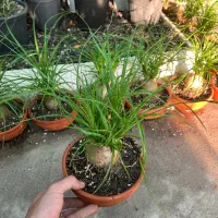 گل لیندا بونسای