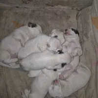 فروش توله سگ پاکوتاه