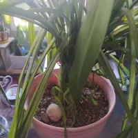 حراج گل های آپارتمانی