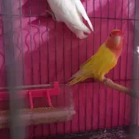 برزیلی جفت|پرنده|رشت, پاره بیجار|دیوار