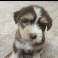 سگ هاسکی|سگ|قم, شهرک فاطمیه|دیوار