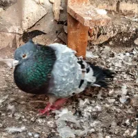 کبوتر رنگی دوری سفت شرطی