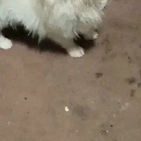 پامرین روباهی