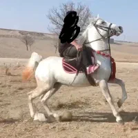 اسب کرد سواری دار