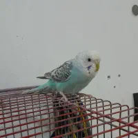 سه عدد مرغ عشق زیبا|پرنده|خوی, |دیوار