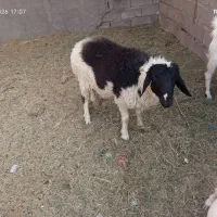 بر نر چاق