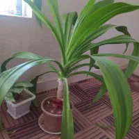 گل ذرتی 3ساله|گل و گیاه طبیعی|کوه چنار, |دیوار