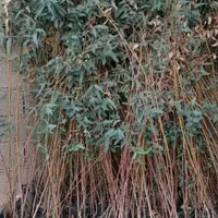 فروش نهال بید درجه یک و برگ پهن|خدمات باغبانی و درختکاری|اندیکا, |دیوار