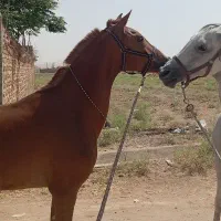 اسب|اسب و تجهیزات اسب‌سواری|کویرات, |دیوار