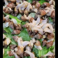 حلزون یک ماهه