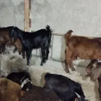 بی نژدی دونه 5|حیوانات مزرعه|دورود, |دیوار