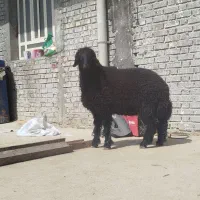 بره ماده دجیجه