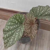 انواع گلها|گل و گیاه طبیعی|زنجان, |دیوار