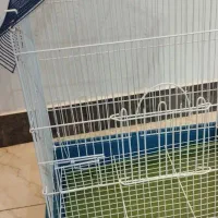 قفس پرنده عروس هلندی