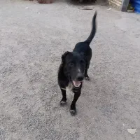 سگ افغان معاوضه با کبوتر یا عروس یا قناری و...