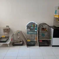 طوطی برزیلی