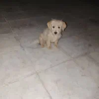 دو عدد توله سگ شیتوز