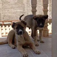 سرابی نر و ماده نامبر وان ...