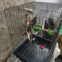 عروس هلندی ماده با قفس و لوازم