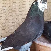 کفتر کبوتر پرشی
