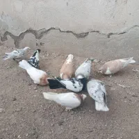 کبوتر سده  و هفت رنگ و طوقی