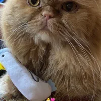 گربه برای جفت گیری