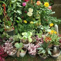 تعدادی گل و گیاه آپارتمانی و بیرونی