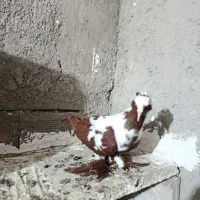 ککیلی نر اوچان مثل خروس گور