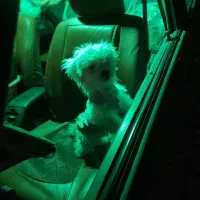 سگ‌قشنگ‌وشیتزو کره.سالم‌زیبا‌ ‌هفت‌  تومن‌ .