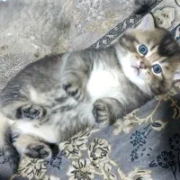 گربه بریتیش