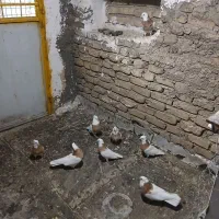 طوقی زرد کاکولی مهر|پرنده|قرچک, شهرک الحدید|دیوار